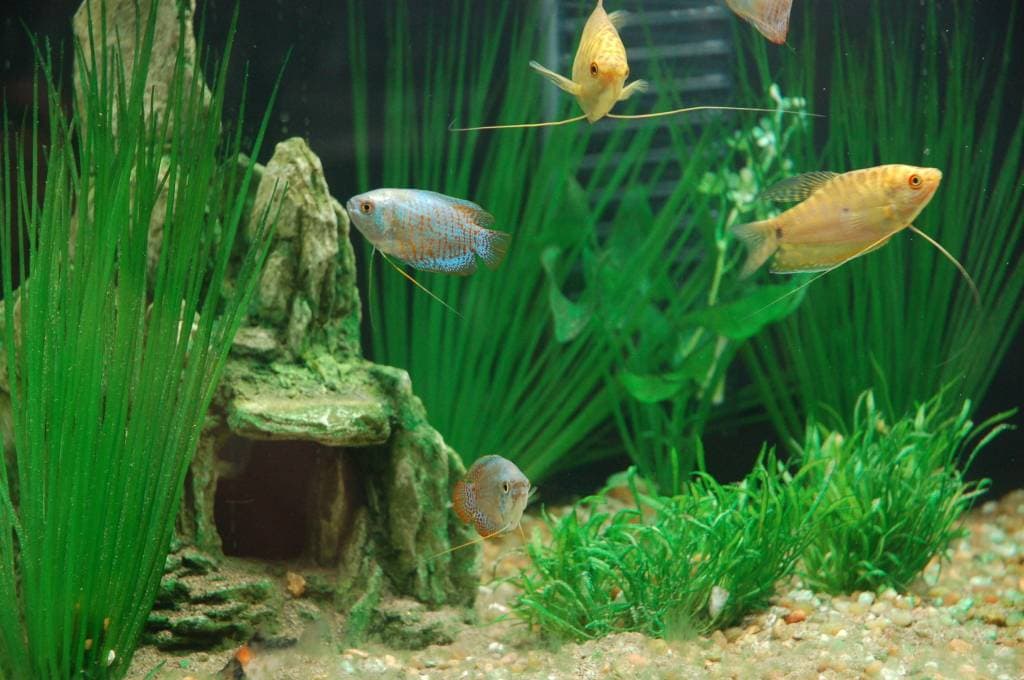 Аквариум с гурами Аквариум с гурами