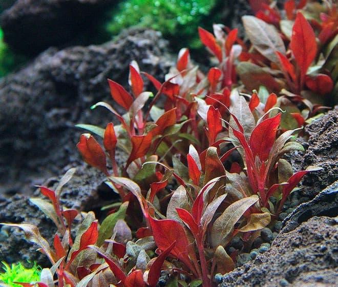 Альтернантеры Альтернантеры