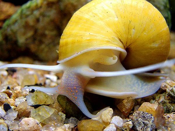 Ампулярия Ампулярия