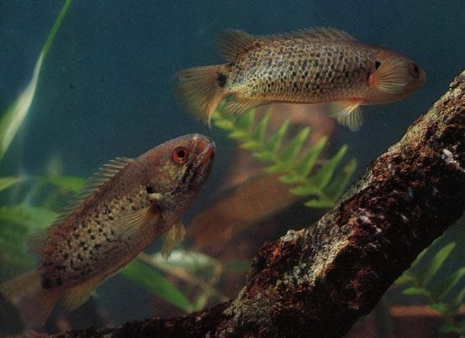 Анабас Анабас