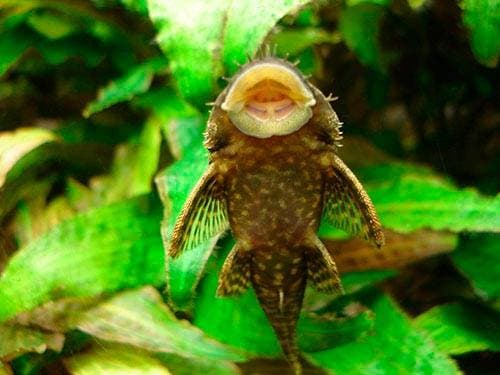 Рот-присоска анциструсов Рот-присоска анциструсов