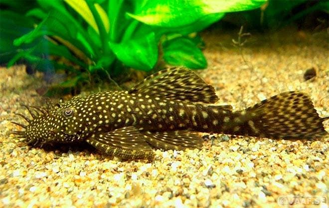 Анциструс Анциструс