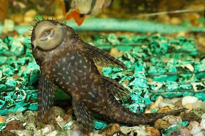 Анциструс Анциструс