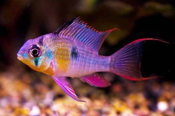 Апистограмма