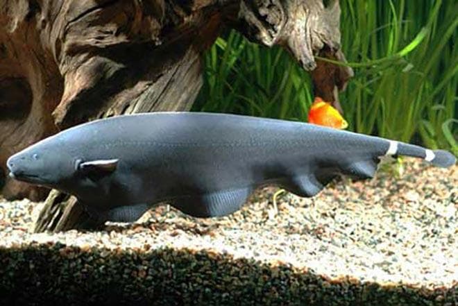 Аптеронотус белокаймовый Аптеронотус белокаймовый