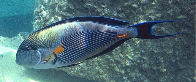 Арабский хирург сохал (Acanthurus sohal) Арабский хирург сохал (Acanthurus sohal)