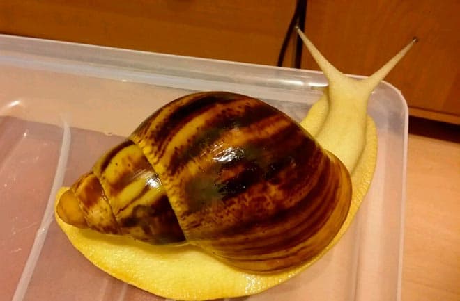 Архахатина маргината овум Архахатина маргината овум