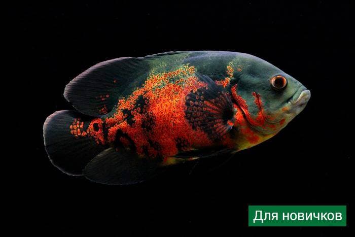 Астронотус