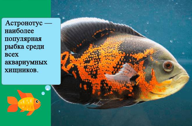 Астронотус Астронотус