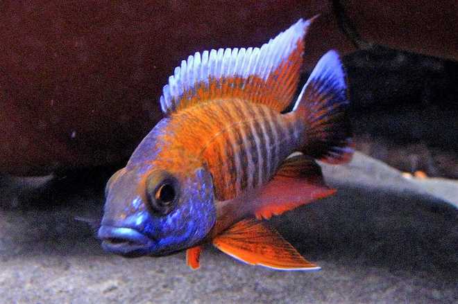 Аулонокара Фрайберга Аулонокара Фрайберга