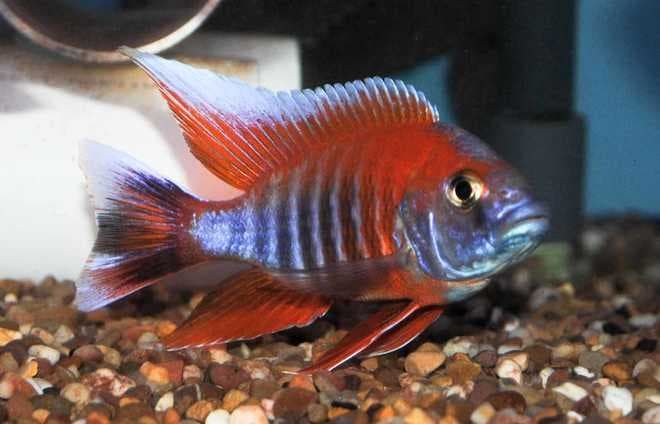 Аулонокара аурика Аулонокара аурика