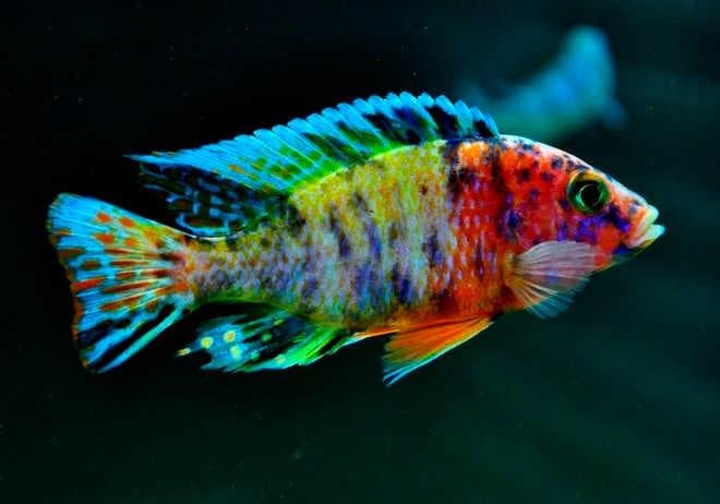 Аулонокара мультиколор Аулонокара мультиколор