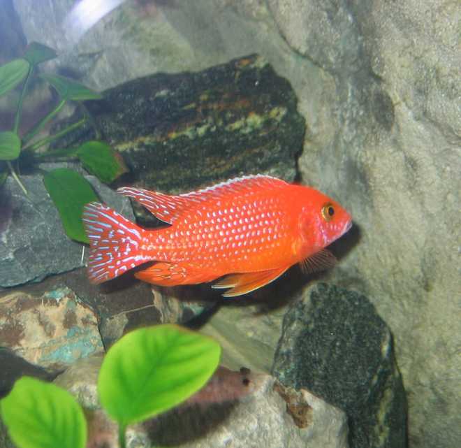 Аулонокара орхидея ред Аулонокара орхидея ред