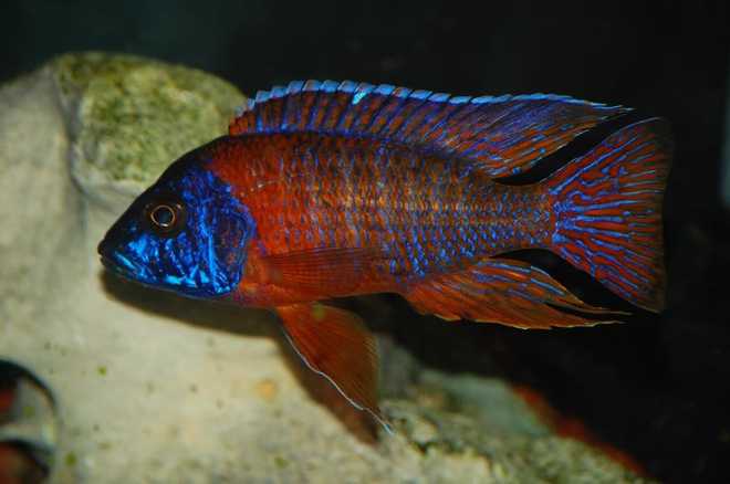 Аулонокара ред флеш Аулонокара ред флеш