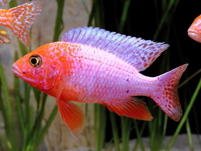 Аулонокара розе Аулонокара розе