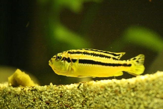 Ауратус или Меланохромис золотой Ауратус или Меланохромис золотой