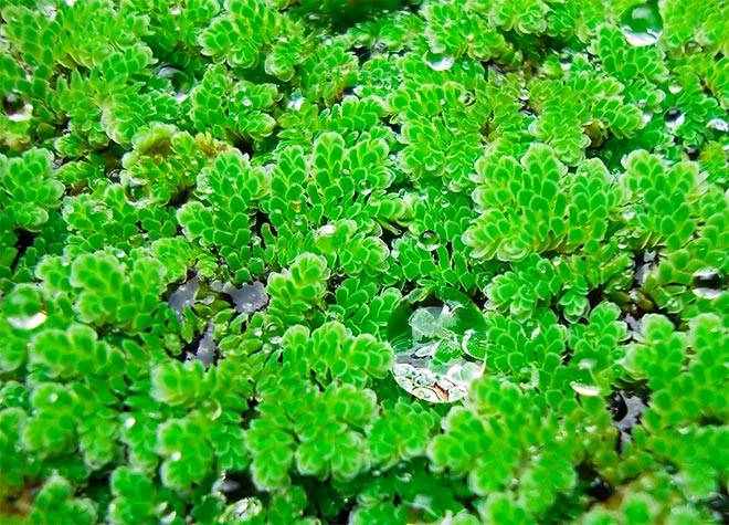 Азолла каролинская Азолла каролинская