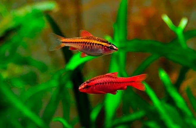 самец и самка вишневого барбуса самец и самка вишневого барбуса