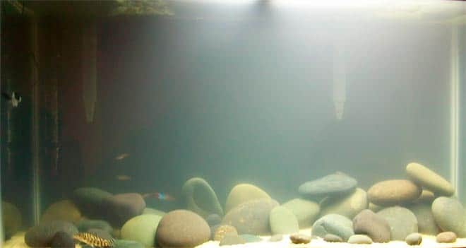Белая вода в аквариуме