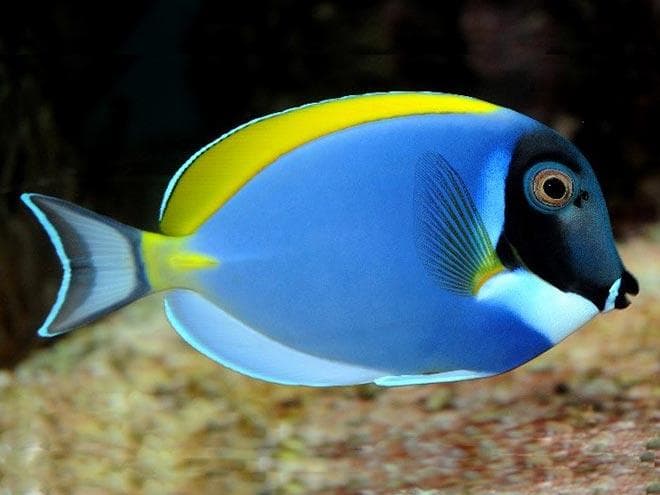 Белогрудый хирург (Acanthurus leucosternon) Белогрудый хирург (Acanthurus leucosternon)