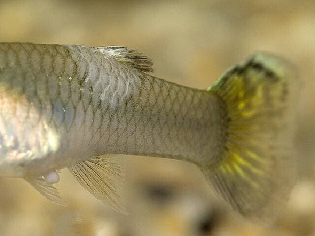 Белокожие у рыб