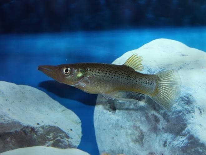 Белонесокс Белонесокс