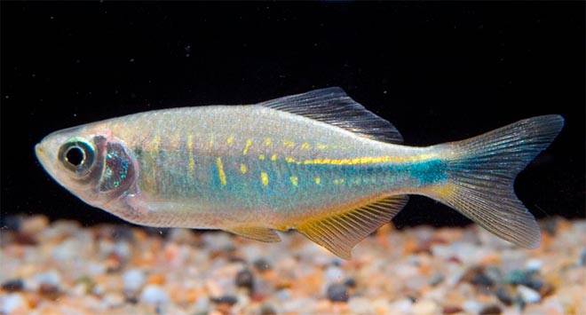 Бенгальский данио Бенгальский данио