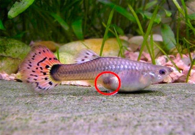 Беременная гуппи Беременная гуппи