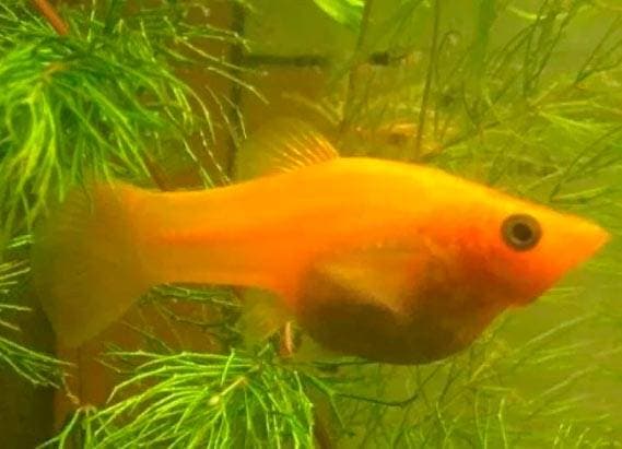 Беременная моллинезия Беременная моллинезия