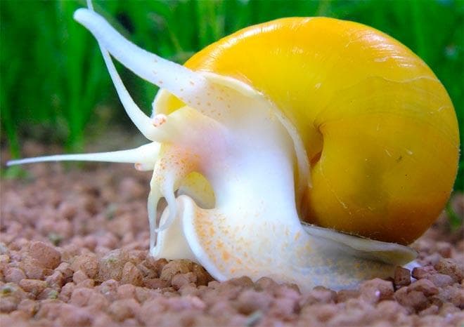 аквариумная улитка аквариумная улитка