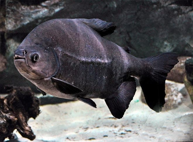 черный паку черный паку