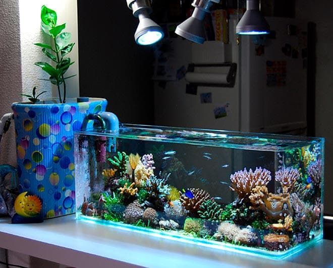 морской аквариум оформление морской аквариум оформление