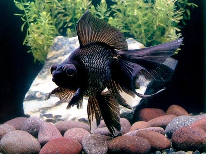 черный вуалехвост черный вуалехвост