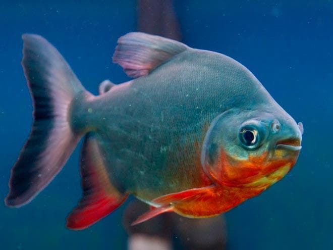 красный паку красный паку