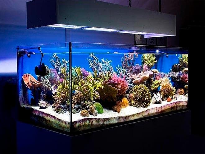 расположение насосов в морском аквариуме расположение насосов в морском аквариуме