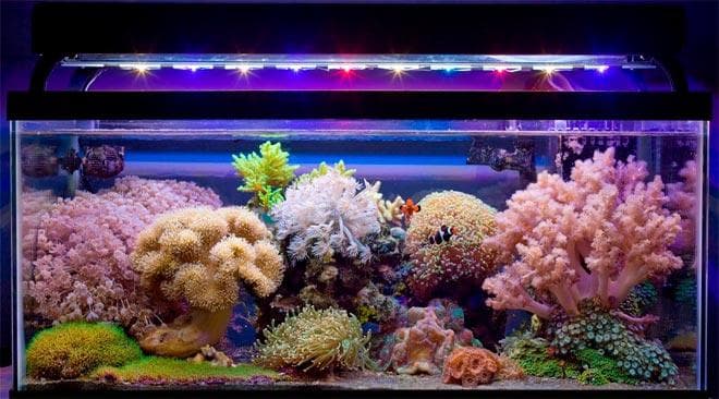 рифовый аквариум рифовый аквариум