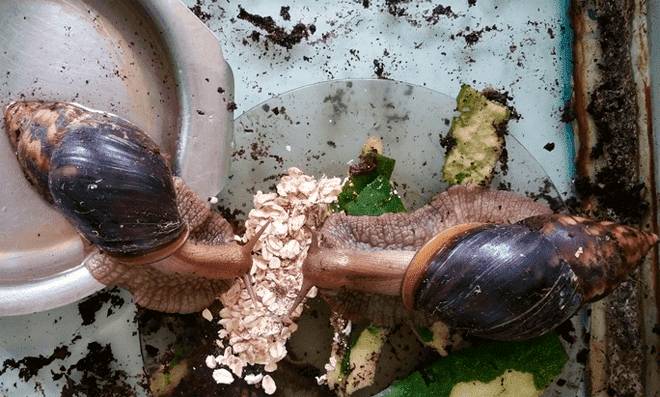 ахатины едят овсянку ахатины едят овсянку