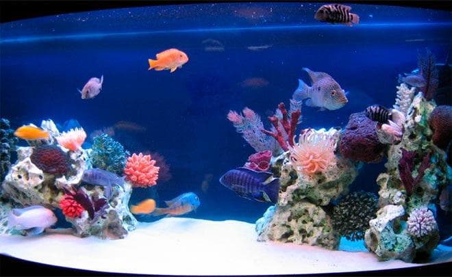 обитатели морского аквариума обитатели морского аквариума