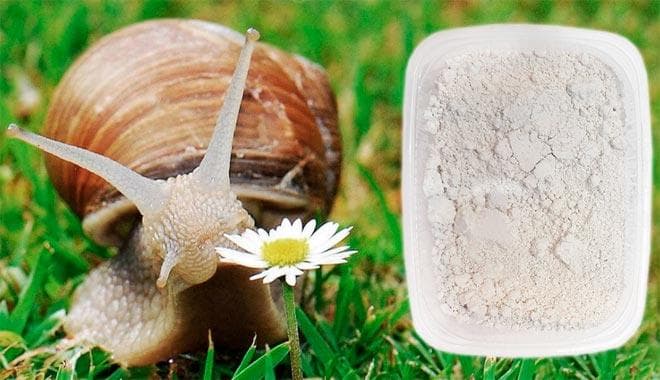 польза кальция для улитки польза кальция для улитки
