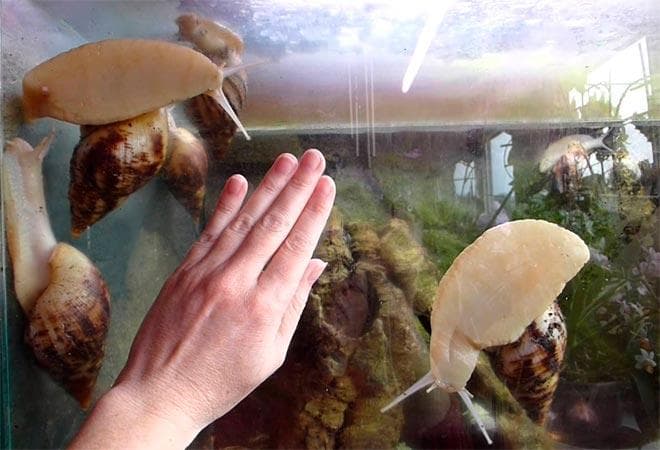 чистый аквариум для улиток чистый аквариум для улиток