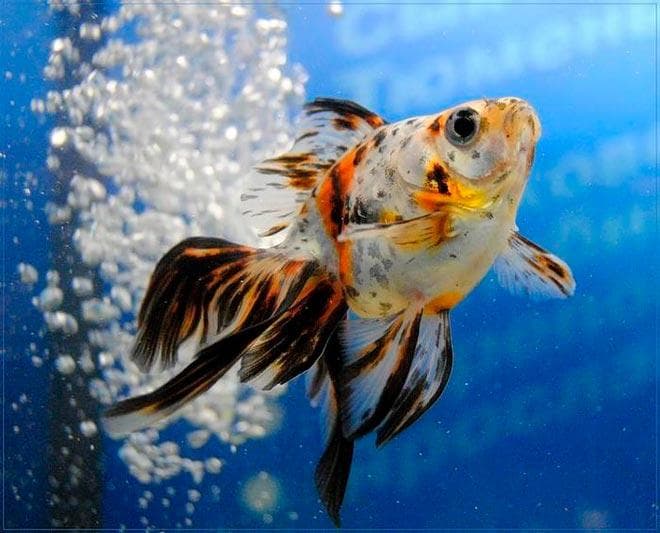 ситцевый вуалехвост ситцевый вуалехвост