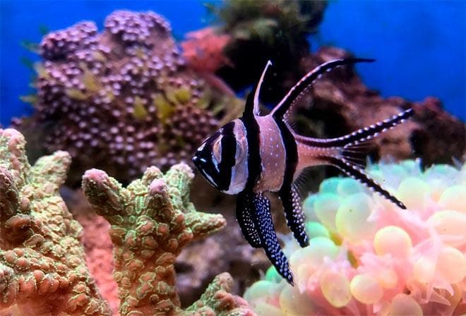 морская рыбка Апогон морская рыбка Апогон