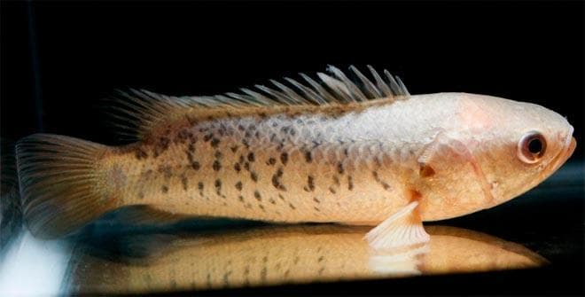 светлый анабас светлый анабас