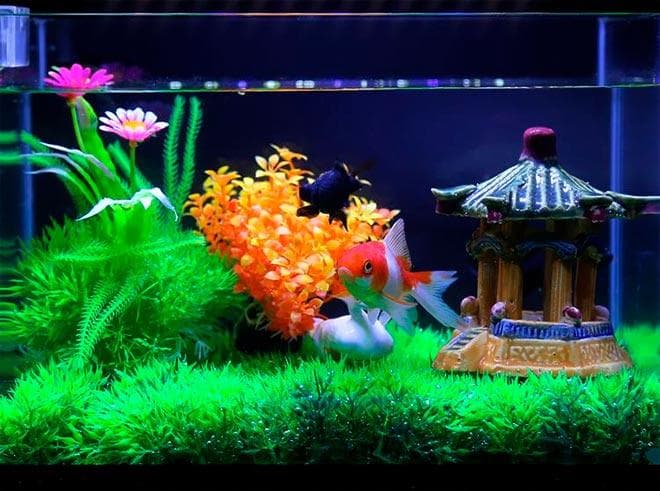 маленький аквариум маленький аквариум