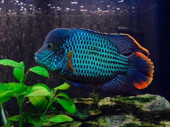 Бирюзовая акара Бирюзовая акара