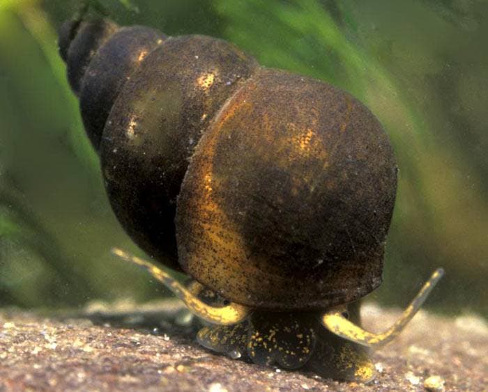 Битинии Битинии