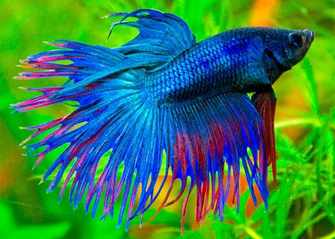 рыбка петушок рыбка петушок