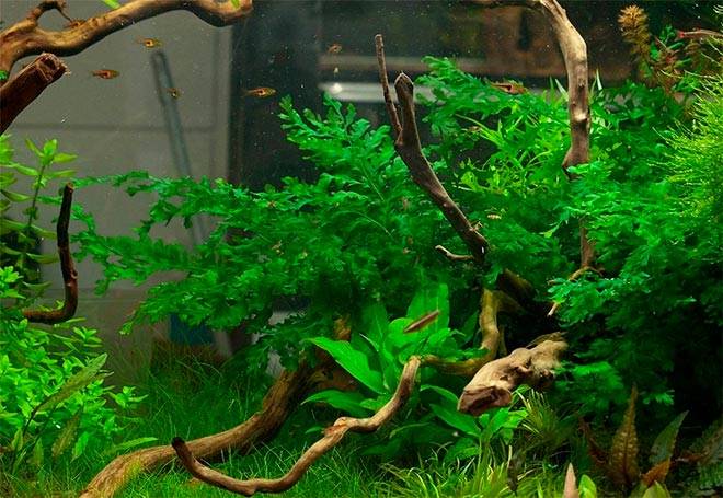 Болбитис Геделоти Болбитис Геделоти