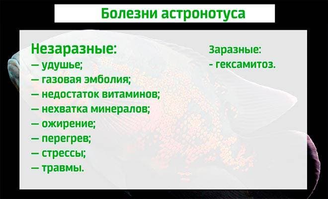 Болезни астронотусов Болезни астронотусов