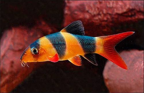 Боция клоун